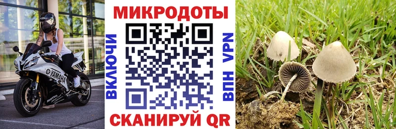 Купить закладки  Нея  Галлюциногенные грибы Psilocybine cubensis 